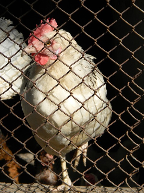 季後賽的賽 季後賽的賽